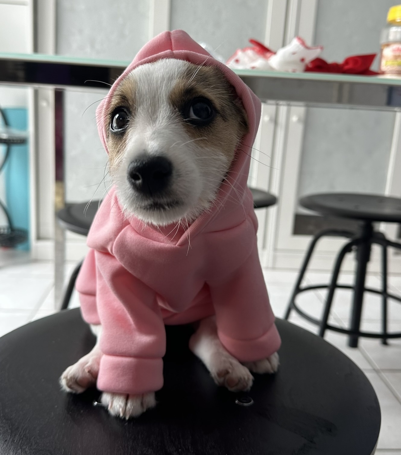 Puppy Mimi wearing a pink hoodie, sitting on a stool