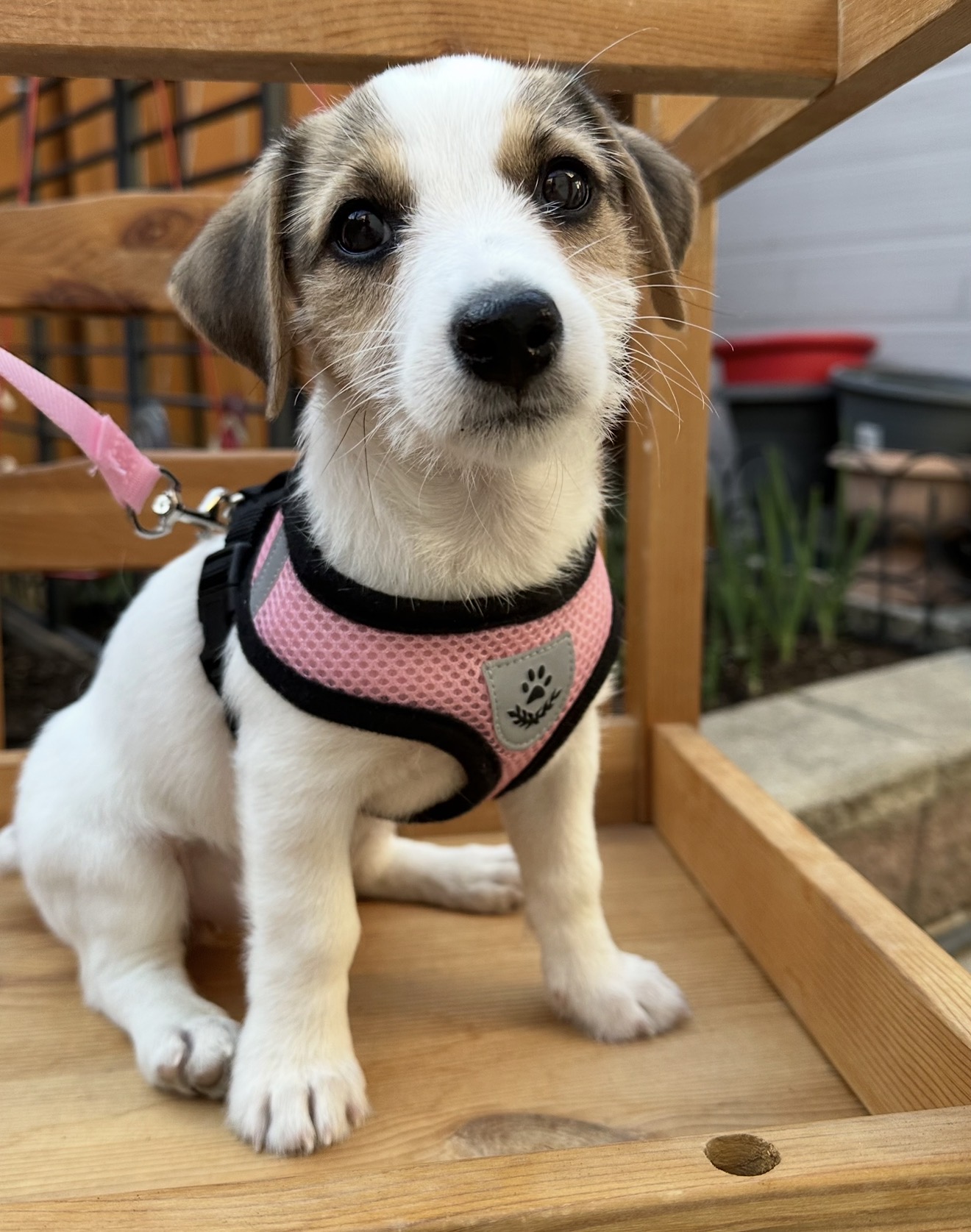 Mimi, a Jack Russell puppy in a pink harness, sitting on a garden bench
