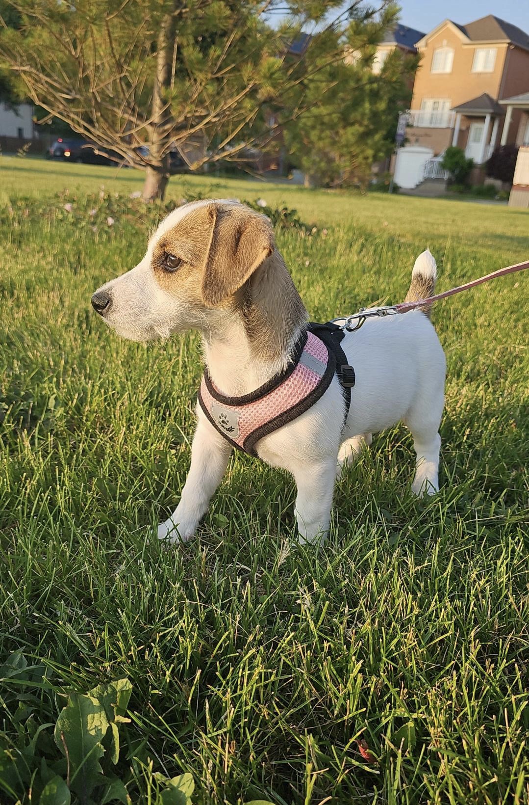 Mimi standing in golden-hour grass wearing her pink harness