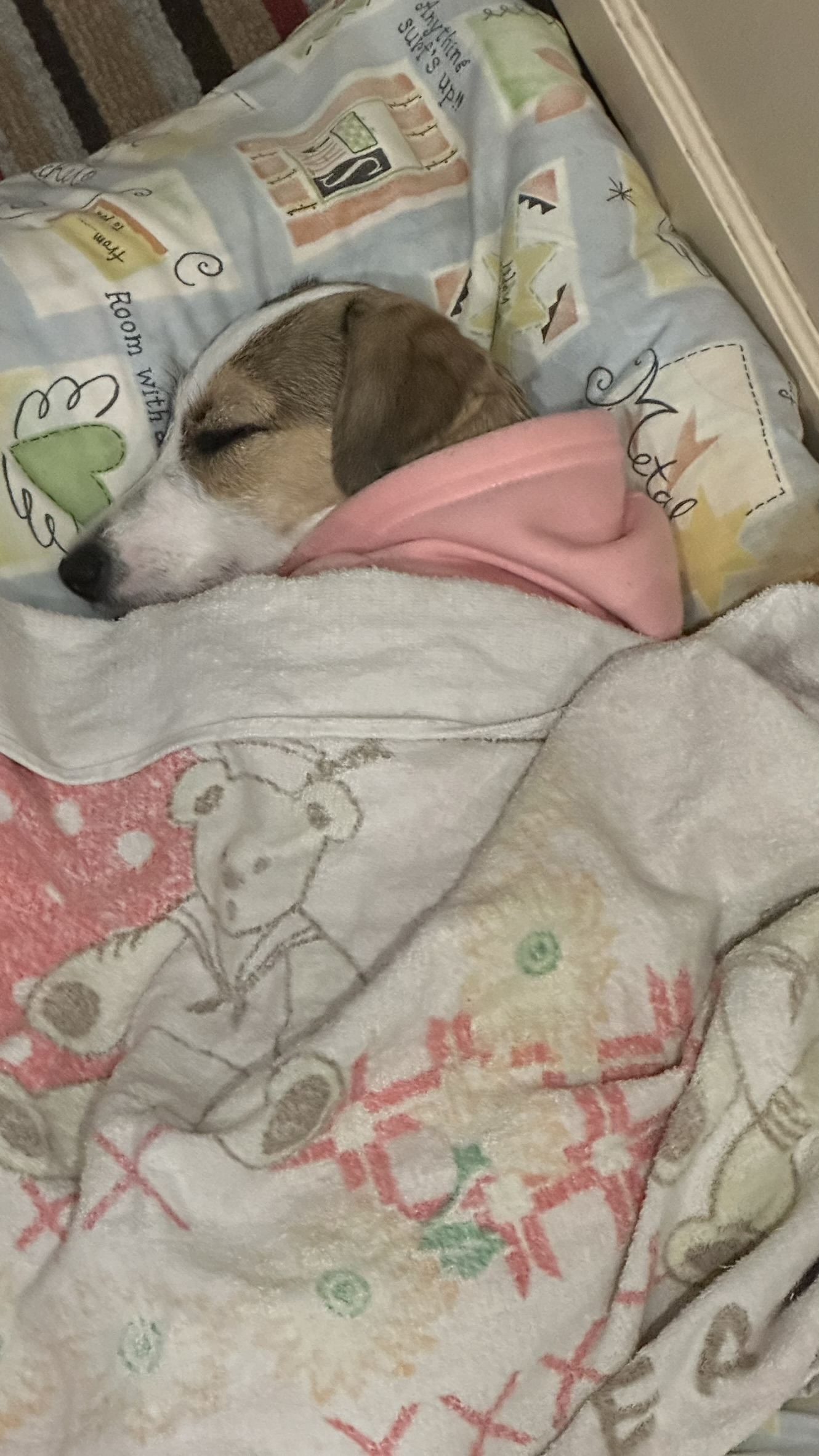 Mimi asleep, wrapped up cozy in a blanket